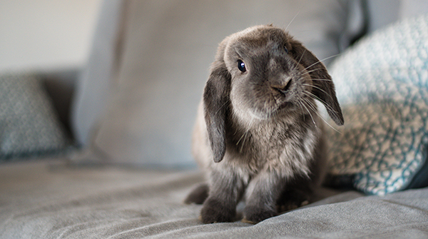 QUIZ: Which Pet is Right for You? QUIZ: Which Pet is Right for You?